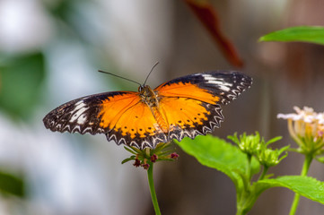 Obraz na płótnie Canvas Tropical butterfly in a garden