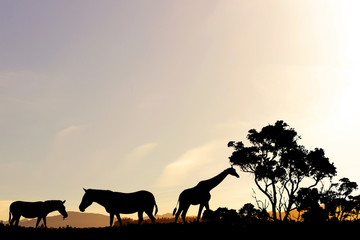 Fototapeta na wymiar Safari sunset landscape