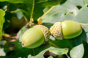 Macro of green acorn on a green oak tree under the warm summer sun © Maxal Tamor