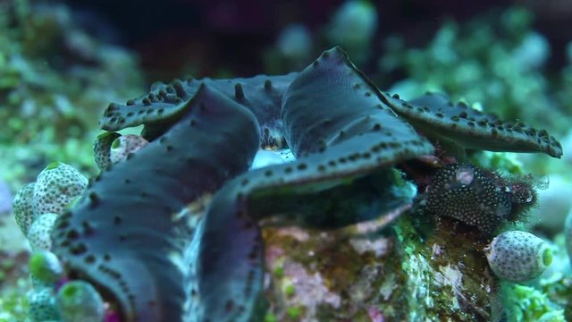 Close up, mollusk uses in and out of shell