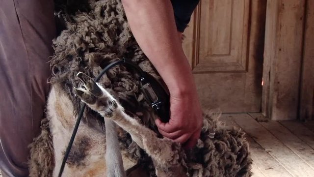 Man are shearing sheep on an estancia near Punta Arenas, Chile