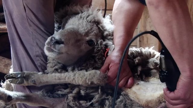 Farmer are shearing sheep on an estancia near Punta Arenas, Chile