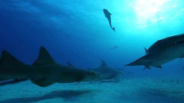 Bull sharks swim over ocean floor, low angle