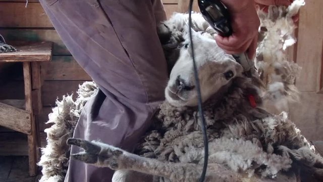 Farmer are shearing sheep on an estancia near Punta Arenas, Chile