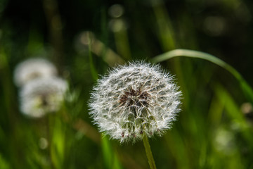 Meadow flowers near Mount Mangup.