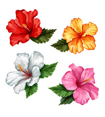 vector realistic different color hibiscus set