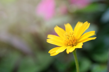 Obraz premium Flowers close up isolated on background