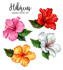 vector realistic different color hibiscus set © belokrylowa