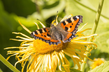 Small Tortoiseshell Butterfly