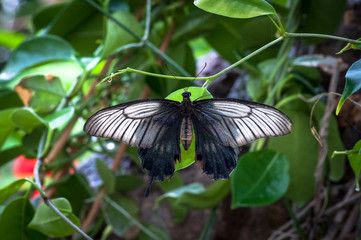 Tropical butterfly in a garden