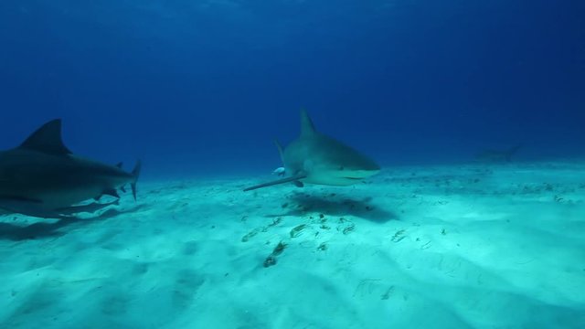 Scuba divers film bull sharks on seafloor