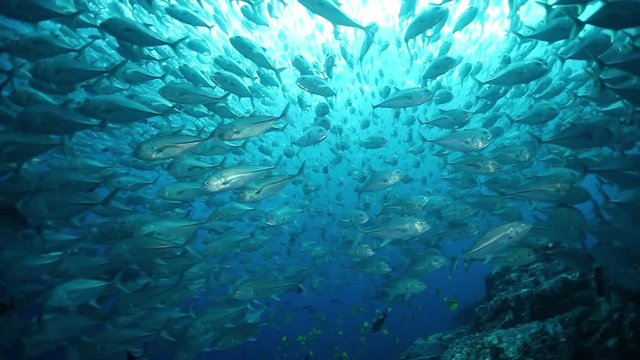 POV, huge school of fish in Pacific Ocean