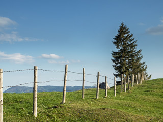 Fototapeta premium Pasture with fence and fir