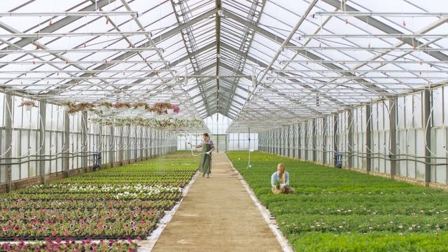 Elevated Shot in a Sunny Industrial Greenhouse Where Gardeners Water Flowers and Plants With Hosepipe and Arrange, Sort and Check their Quality. Shot on RED EPIC-W 8K Helium Cinema Camera.