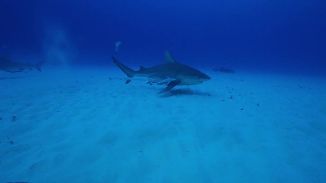 Bull shark with remoras swim on ocean floor