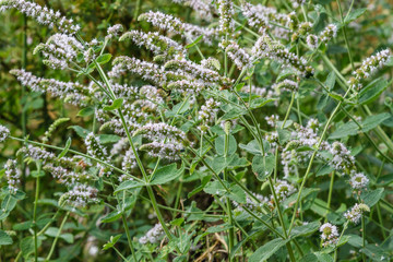 Mentha suaveolens. Plantas con flores de Mastranzo. © LFRabanedo