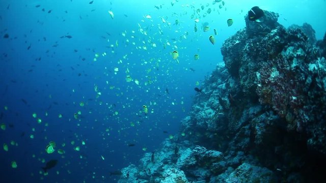 School of yellow fish by ocean ridge, Malpelo Island