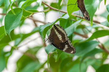 Naklejka na ściany i meble Tropical butterfly in a garden