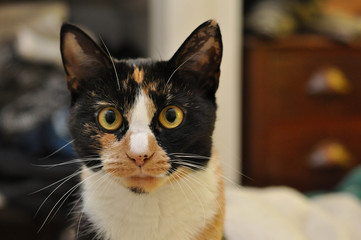Calico cat closeup