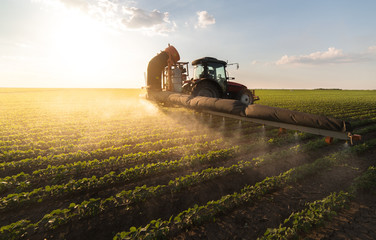 Fototapeta premium Tractor spraying soybean field at spring