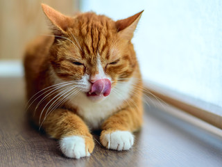 The cat licks its nose