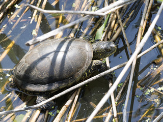 European pond turtle, Emys orbicularis, is heated in southern Bulgaria