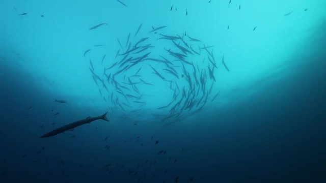 Low angle, school of barracuda circle near surface