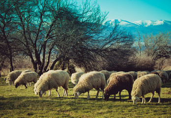 Photo depicting a group of sheep graze on a green grass in a mountain peaceful landscape. Healthy food farming concept. Europe.