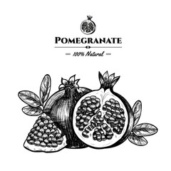 Vector background with pomegranate. Hand drawn. Vintage style