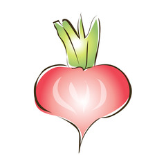 Red radish, turnip or other root vegetables. Vector sketch illustration, isolated on white background.