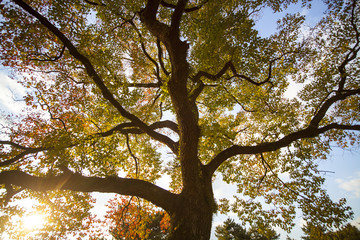 fall season with beautiful maple color at Nara Park, Japan