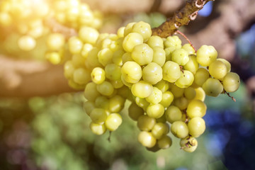 Star gooseberry on tree with green leaf and sunlight background.