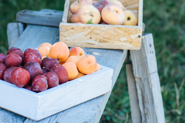 Fresh ripe plums and apricots in wooden box. Summer garden at sunny day.