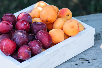 Fresh ripe plums and apricots in wooden box. Summer garden at sunny day.