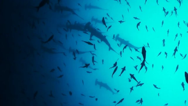 Low angle, hammerheads swim over schools of fish