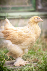 Huhn Brahma Lemon Pyle in der Sonne im Freigehege