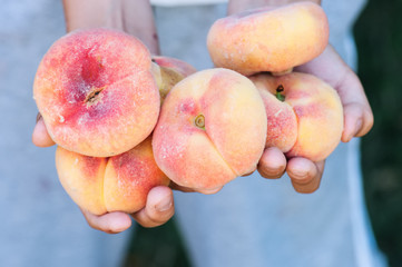 Fresh ripe peaches in wooden box. Summer garden at sunny day.