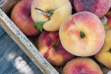 Fresh ripe peaches in wooden box. Summer garden at sunny day.