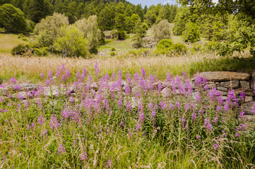 Lavin, Dorf, Engadin, Unterengadin, via Engiadina, Steinmauer, Bergblumen, Wanderweg, Graubünden, Alpen, Sommer, Schweiz