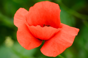 Fototapeta premium Klatschmohnblüte, q.