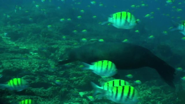 Sea Lion hunts for fish near reef, underwater POV