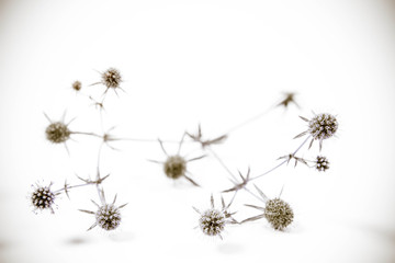 Eryngium plant (amethyst sea holly) on a white background