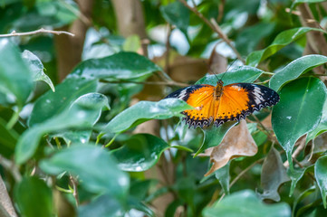 Tropical butterfly in a garden