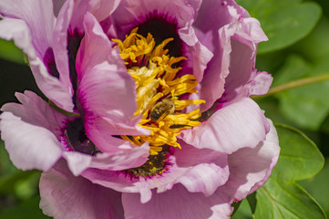 bee sitting on pink peony on green background