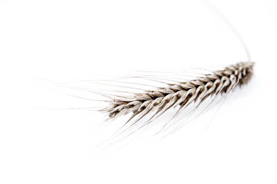 Ear of Rye on a white background
