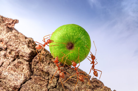 Ants Carrying Food Together, Teamwork Concept