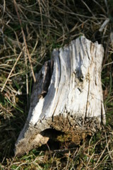 Natur /  Naturschutzgebiet