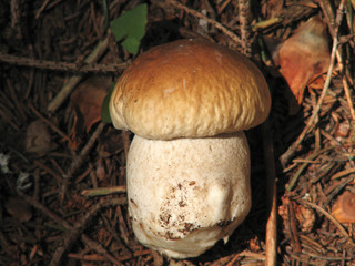 Cep