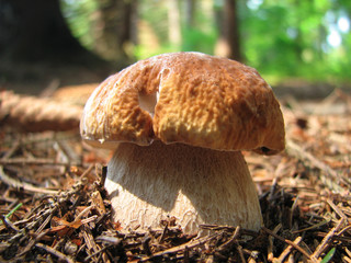 Cep