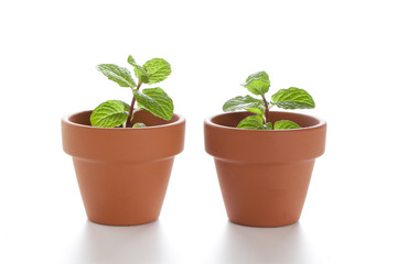 スペアミントの新芽